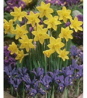 Narciso jonquilla Sweetnees