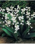 Convallaria majalis (...