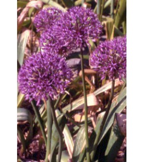 Allium Globus