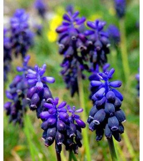 Muscari neglectum (syn...