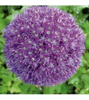 Allium macleanii His...