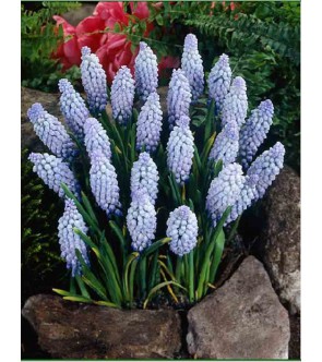 Muscari Valerie Finnis