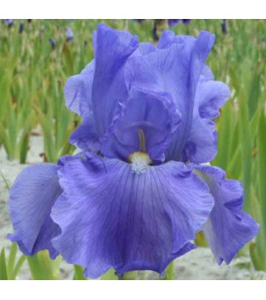 Iris germanica Blue de Gien