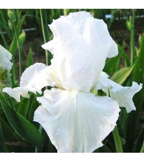 Iris germanica profumato...