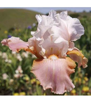 Iris germanica profumato...