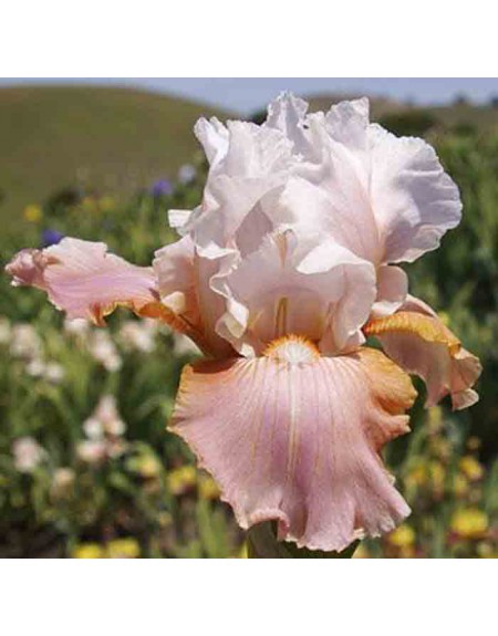 Bulbi Dell'Iride-Iris Bulbi,Iris Bulbi Rifiorente,Bulbi Da