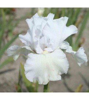 Iris germanica profumato...