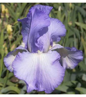 Iris germanica profumato Sky Search