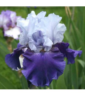 Iris germanica rifiorente...