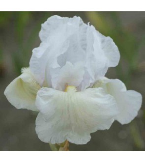 Iris germanica rifiorente...