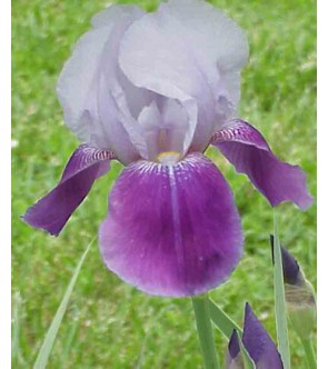 Iris germanica rifiorente...