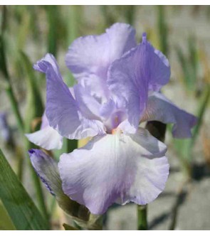 Iris germanica rifiorente...