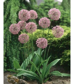 Allium Mars