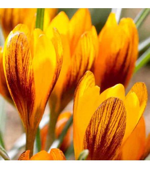 Crocus olivieri ssp...