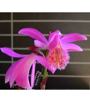 Pleione tongariro