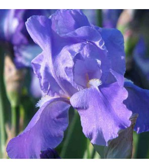 Iris germanica rifiorente...