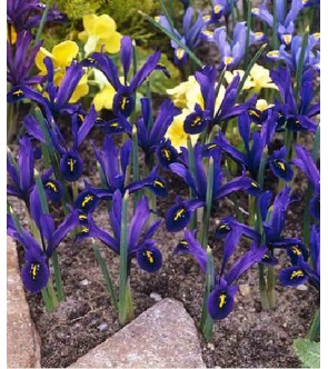 Iris reticulata Blue Note