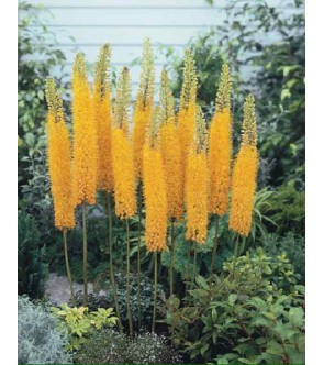 Eremurus Ruiter ibrido Pinokkio