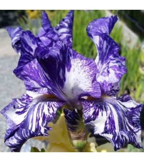 Iris germanica Batik