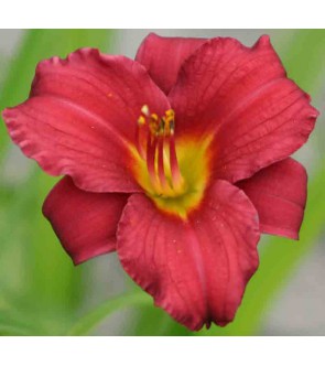 Hemerocallis Pardon Me VASO