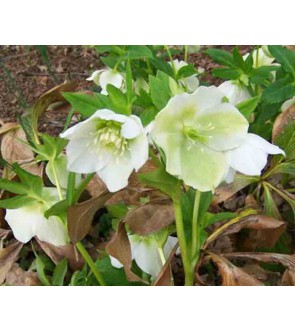 Helleboro White Lady