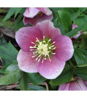 Helleboro Pretty Ellen Pink