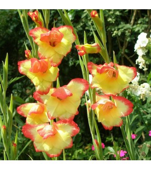 Gladiolo nano Las Vegas
