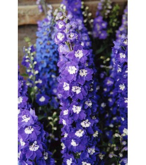 Delphinium Blue Bird