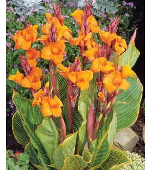 Canna indica Pretoria...