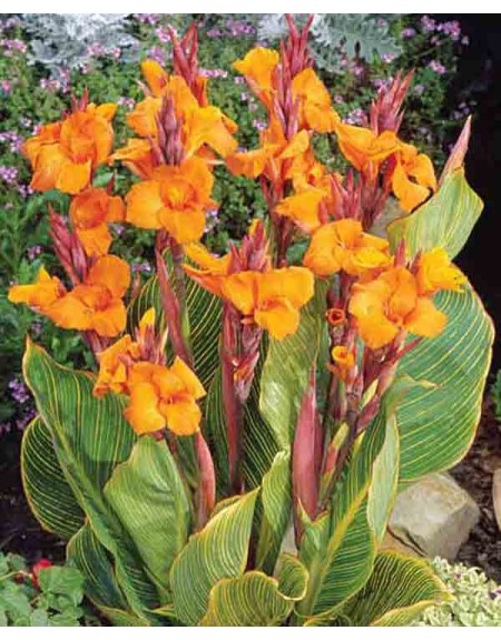 Cavo CCA Automobilistico 25 Piedi, Calibro 8, Cavo Di - Foto 7