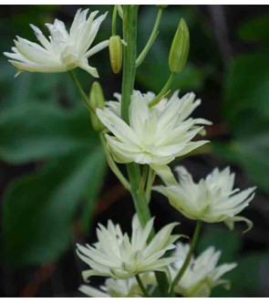 Camassia leichtlinii Semiplena