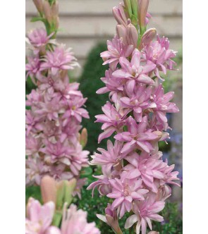 Polianthus tuberosa Pink...