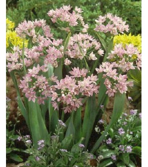 Allium unifolium