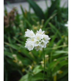 Allium Zebdanense