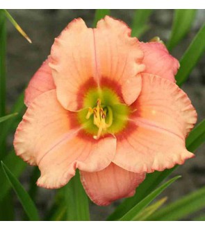 Hemerocallis Elegant Candy...