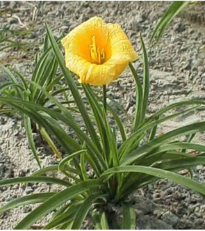 Hemerocallis Mini Stella de Oro IN VASO NOVITA'