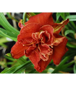 Hemerocallis Moses Fire IN...