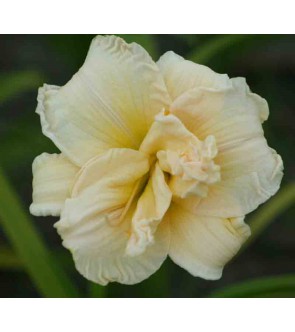 Hemerocallis Schnickel...