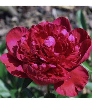 Peonia Inspecteur Lavergne