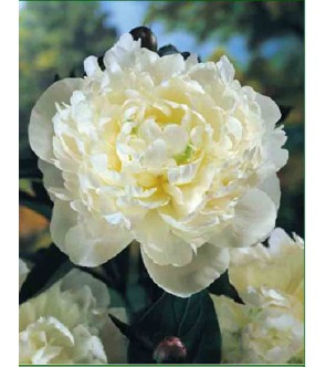 Peonia Duchesse de Nemours