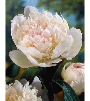 Peonia Pecher