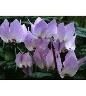 Ciclamino libanoticum
