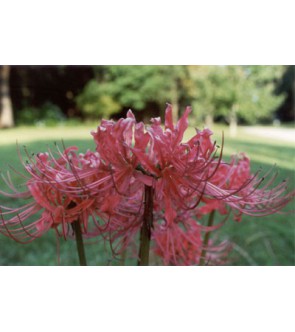 Lycoris Radiata