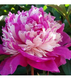 Peonia Celebrity