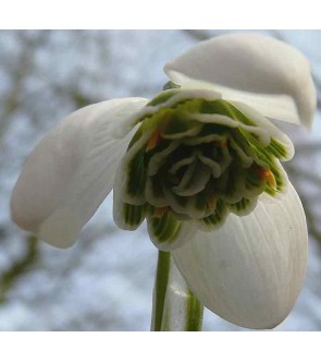 Galanthus nivalis Hippolyta