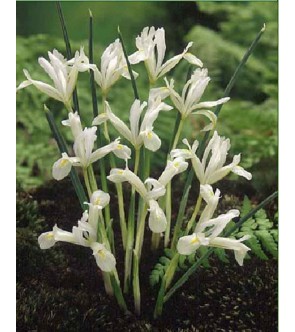 Iris reticulata Natascha