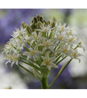 Scilla peruviana White Moon