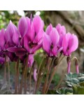 Ciclamino neapoletanum (...
