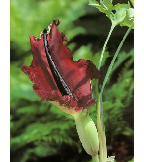 Arum Dracunculus...