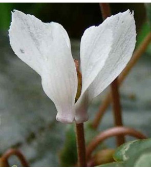 Ciclamino mirabile album